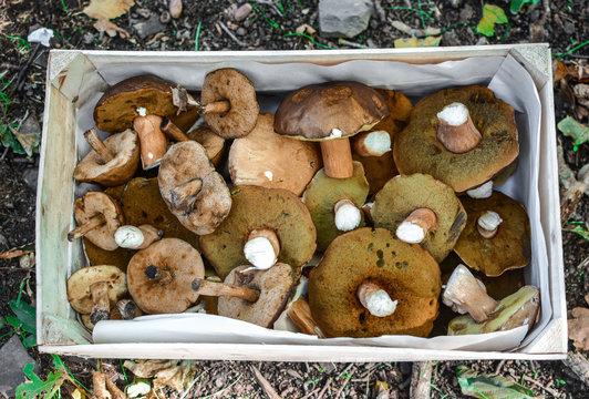 Harvested crop of mushrooms in box