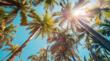 Fototapeta na wymiar Beachfront Palms in Costa Rica