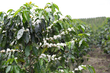 Organic Coffee tree blossom