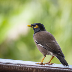 Portrait hill mynah, Gracula religiosa bird, the most intelligent birds in the world.