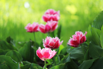 Obraz na płótnie Canvas pink tulips with double edges on the petals