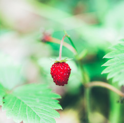 the little red berries of wild strawberry
