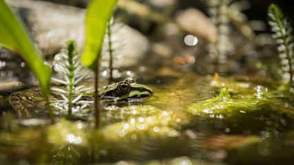 Frosch im Tümpel