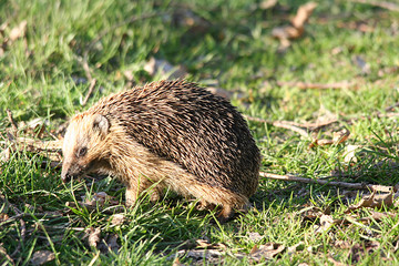 europäischer Igel / Braunbrustigel 