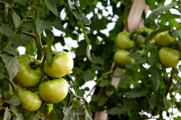 PLANTAÇÃO DE TOMATES