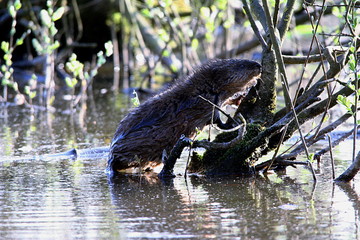 Nutria, Sumpfbiber, Biberratte