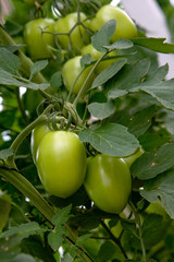 PLANTAÇÃO DE TOMATES