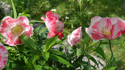 Pink poppy heads in the sunlight among the green leaves in the garden