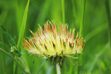 Fototapeta premium Defective dandelion Taraxacum officinale one yellow flower with atrophied petals grows on too fertilized soil.