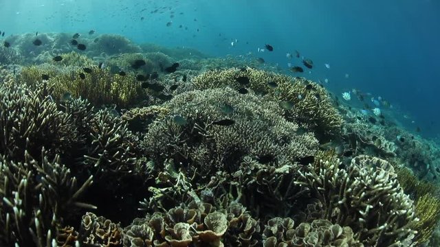 Healthy Coral Reef in Indonesia