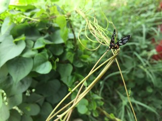 The insect is in the garden