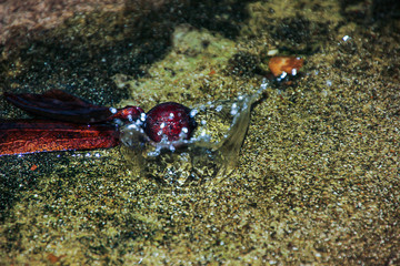 Drops on the ground at the time of rain