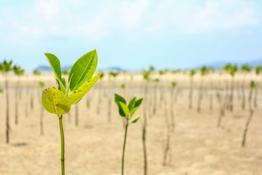 Planted mangrove forest by the shallow water sea with blue sky day background.