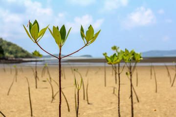 Planted mangrove forest by the shallow water sea with blue sky day background. - Powered by Adobe