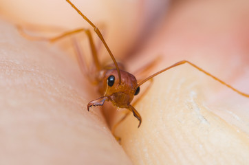 red ant biting human hand skin.