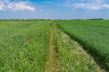 Fototapeta na wymiar Spring landscape with an earth road in unripe wheat field in Ukraine