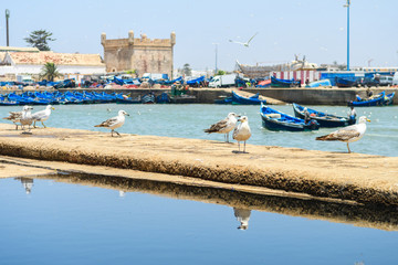 seagulls at essaouira moroccan port