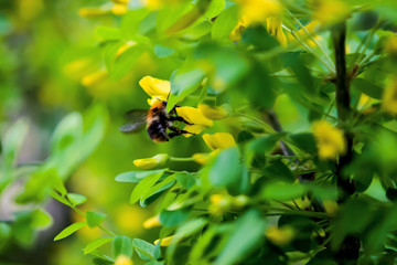 Spring landscape with blooming yellow acacia and bee in the centre, selective focus.
