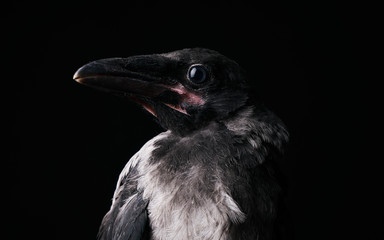 Raven bird isolate on black background. Young Carrion Crow, Corvus corone against black background