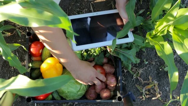 Farmer evaluates vegetables using a tablet