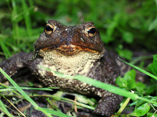 Large gray toad sitting in green grass