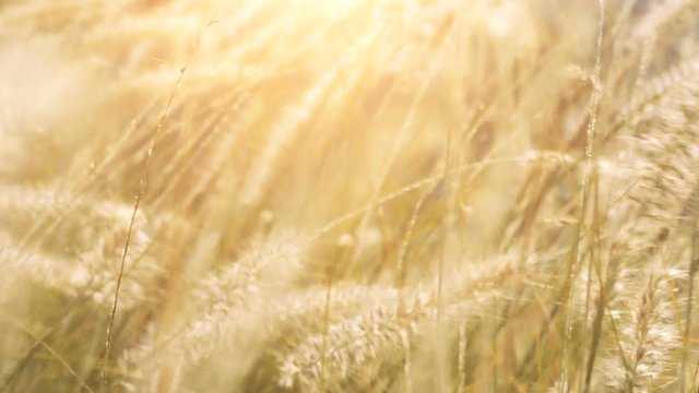 Dry grass sways in the wind in sunlights