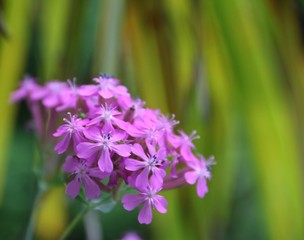Wildblume blüht rosa vor Palmwedel