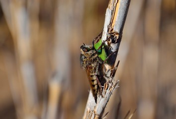 Robber fly on cane stalk with green bug under its stinger