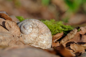Gehäuse der Weinbergschnecke