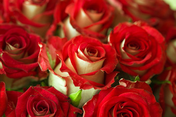 Bouquet of fresh roses, flower bright background, close-up