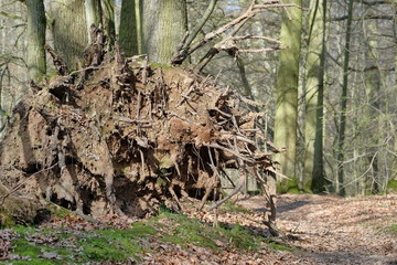 Entwurzelter Baum
