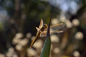 Isolated small dragonfly, perched in equilibrium on agave tip