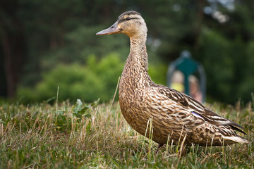Kaczka krzyżówka © Mariusz Stoszewski