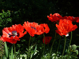 Red poppies on the flower bed