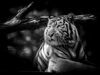 White Bengal Tiger in black and white