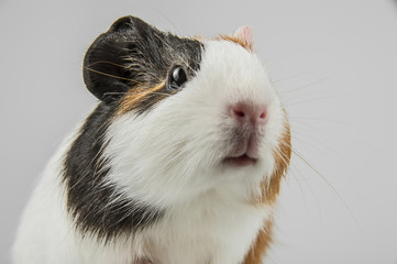 guinea pig