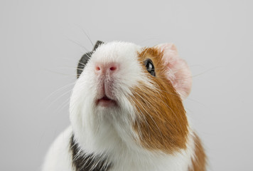 guinea pig