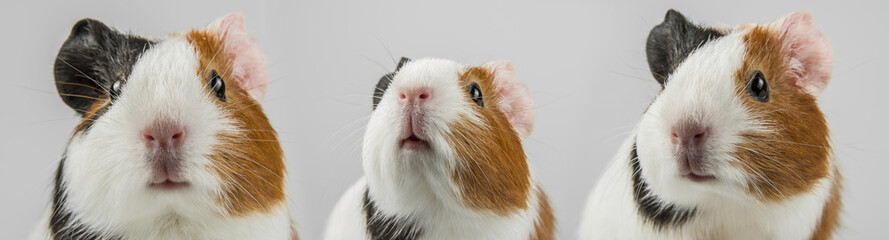 guinea pig