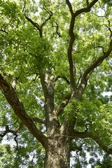 Obraz premium Feuillage d'un des arbres de l'Arboretum du Parc Mariemont à Morlanwelz 