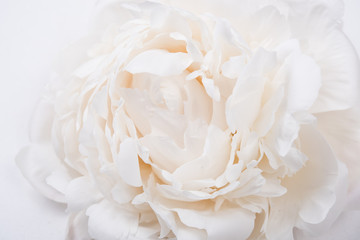 white peony petals closeup, summer flowers macro shot. Natural t