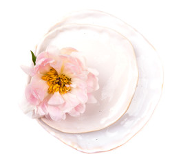 peony flower in plate on white background isolated