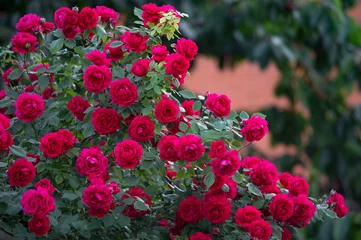 Foto op Canvas Rode rozenstruik © sasapanchenko