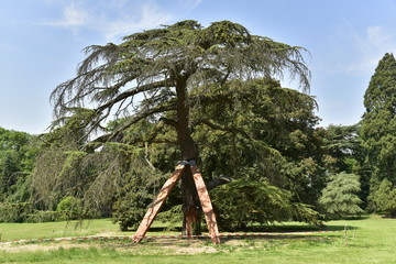 Les deux poteaux en bois massif soutenant un spécimen rare qui penche au milieu de la pelouse de l'arboretum du parc de Mariemont à Morlanwelz 