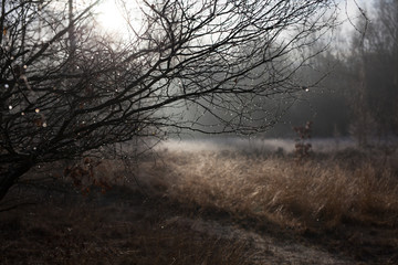 A frosty morning on Wimbledon common in winter