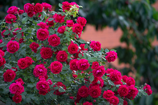 Fototapeta Krzew czerwonych róż