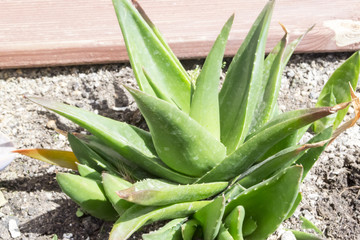 Obraz premium aloe vera