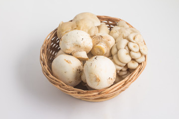Various kinds of Mushroom. Champignon and Shimeji into a basket