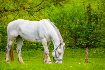 Obraz na płótnie Canvas white horse on a summer pasture