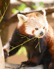 Fototapeta premium Red Panda Wild Animal Resting Sitting Tree Limb Feeding