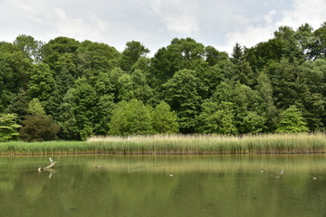 Le grand étang en plein bois sous un ciel voilé au domaine de Mariemont à Morlanwelz